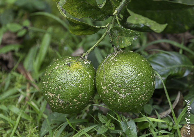 mindo